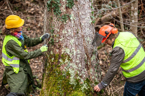 Best Tree and Shrub Care  in Orem, UT