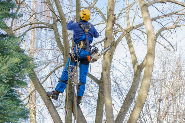 Best Tree Maintenance Programs  in Orem, UT
